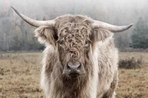 Hoogland in de natuur 120x80cm