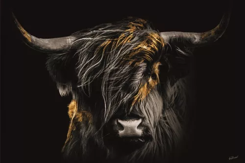 Hooglander in de wind