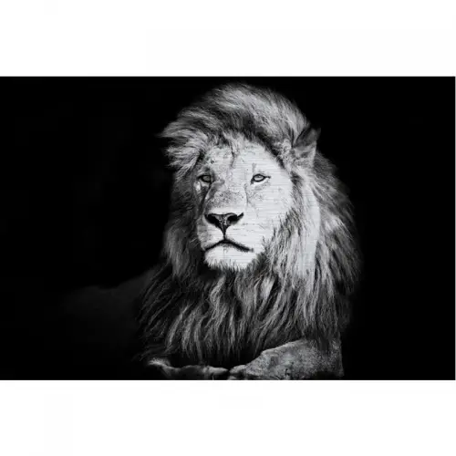 Leeuw Aluborstel 180x120x2cm