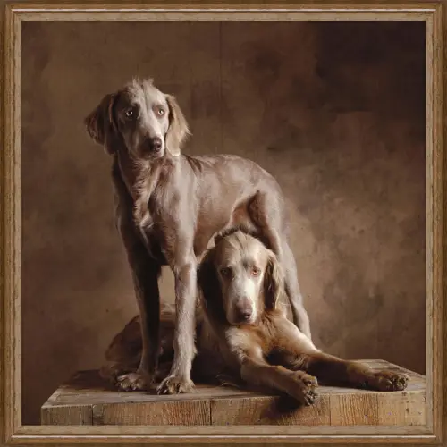 Langharige Weimaraners 100x100x3cm
