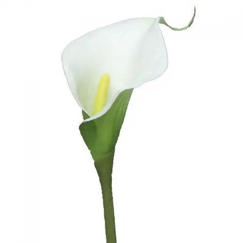Calla Sannah Crème 8x8x57cm