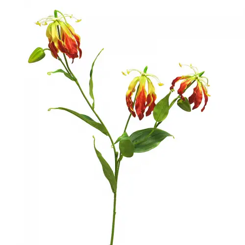Gloriosa Michelle 84x20x10cm