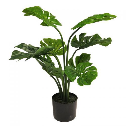 Monstera Deliciosa green 68cm