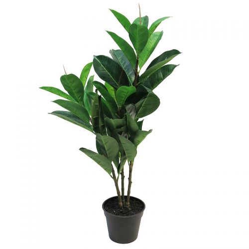 Ficus Elastica 70cm lt. groen