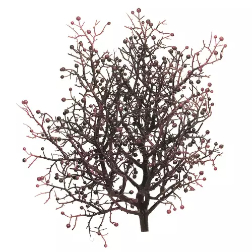 Peperbessenstruik paars 46cm