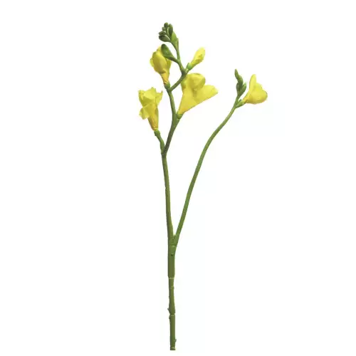 Freesia floramunda geel 65cm
