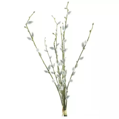 Salix Chartreux bundel 54cm