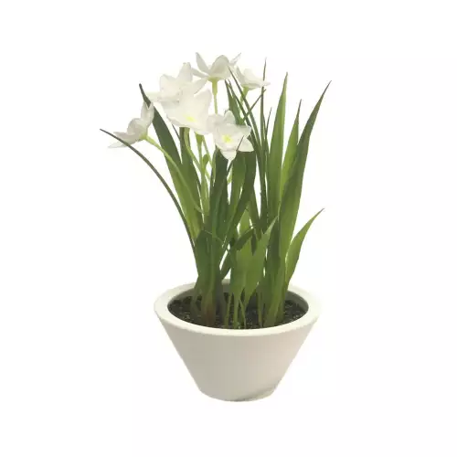 Narcis met witte pot creme 18cm