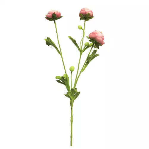 Ranunculus tros mini roze 68cm