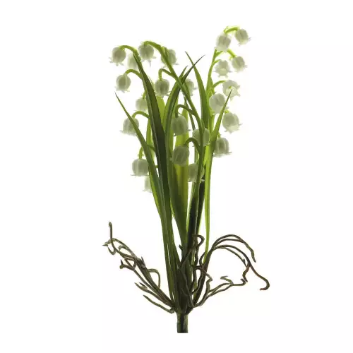Convallaria struik creme 19cm