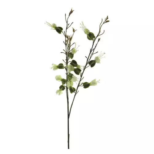 Dicentra spuitcrème 81cm