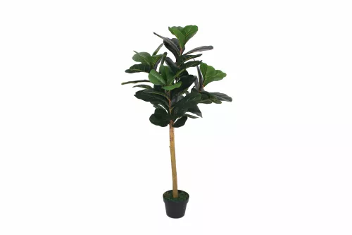 Fiddle Fig 120cm