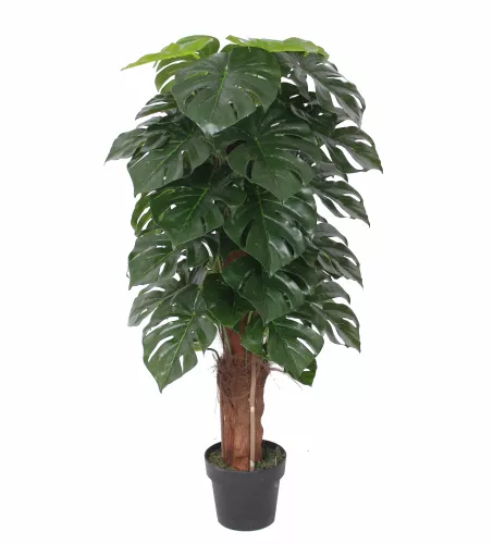 Monstera 120cm