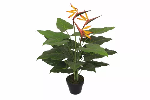 Birgs of Paradise 75cm