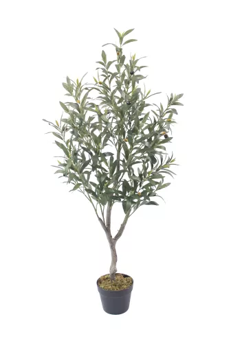 Olive Tree 120cm