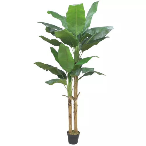Green Banana 210cm