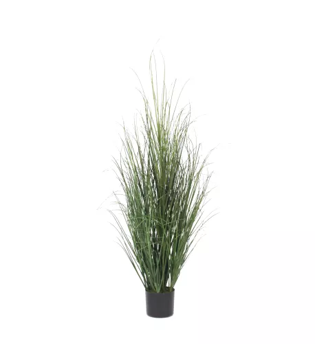 Onion Grass 130cm